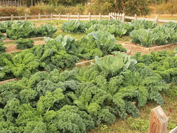 Moestuinbakken met boerenkool en kool