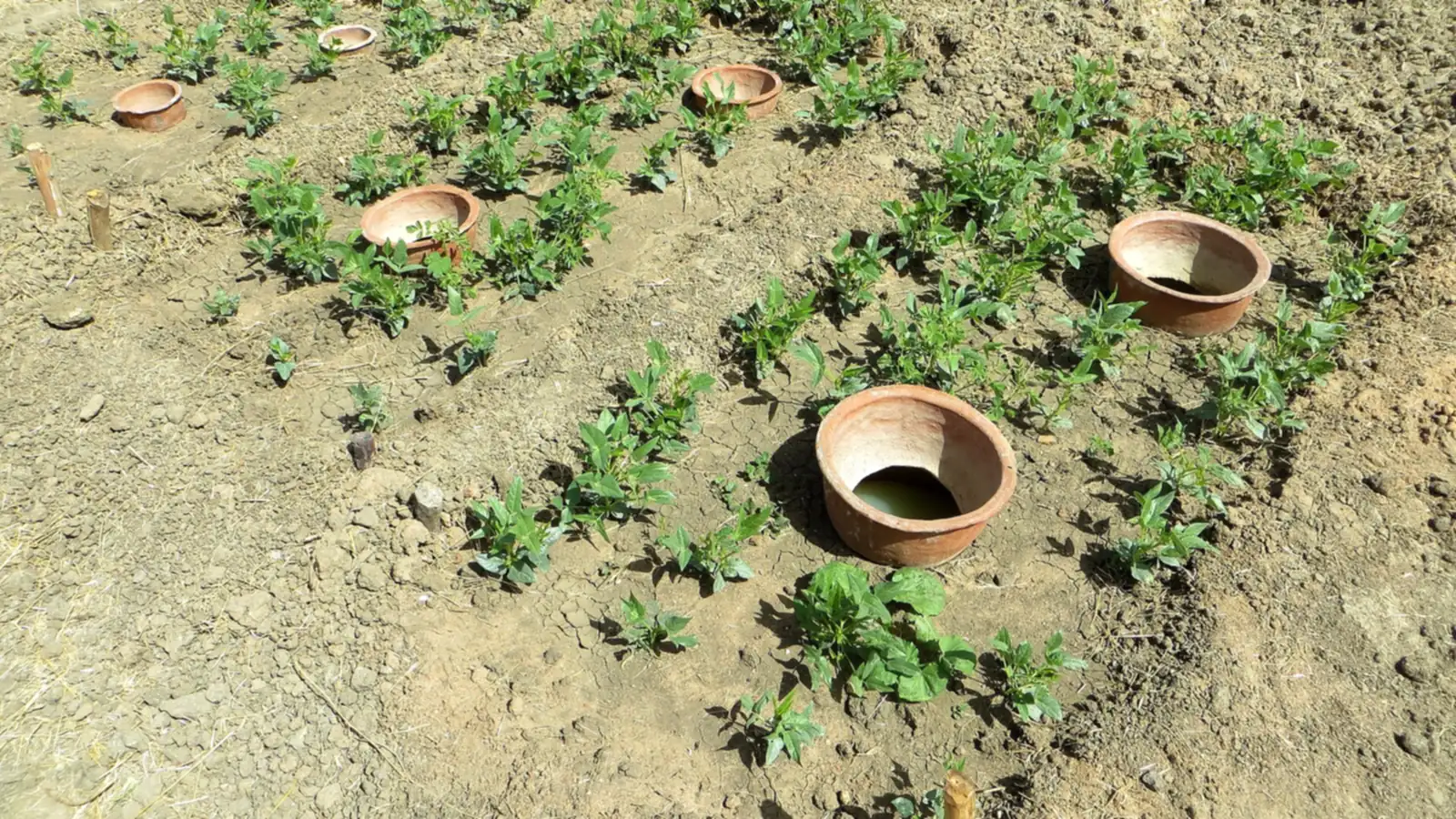 Terracotta olla's ingegraven tussen jonge plantjes in een moestuinbed