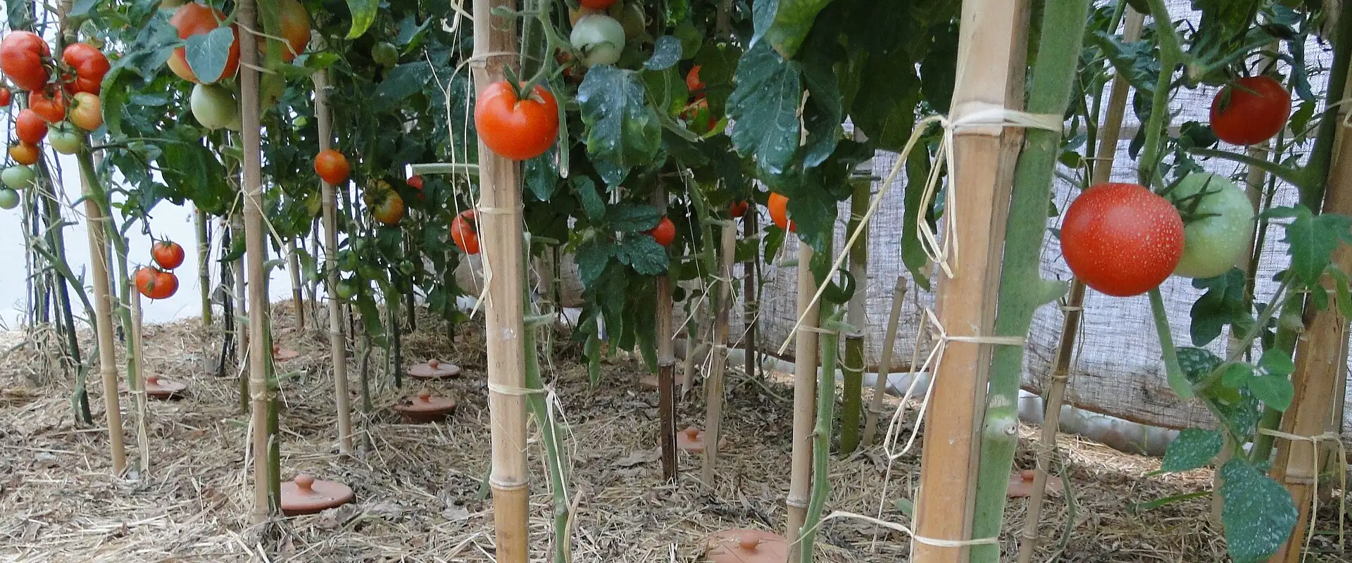 Olla's met dop tussen tomatenplanten op een laag stro